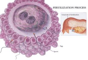 ivf fertilization process