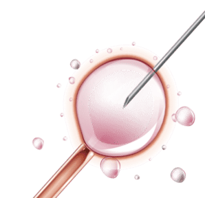 ovulation induction process