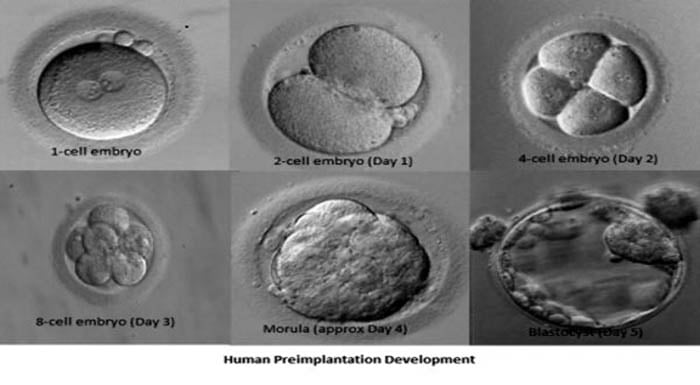 day 3 day 5 embryos